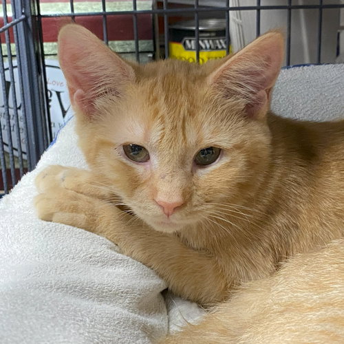 picture of the cat needing adoption