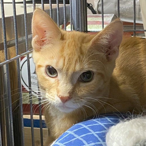picture of the cat needing adoption