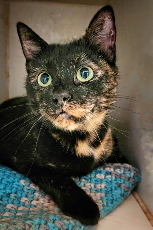 picture of the cat needing adoption