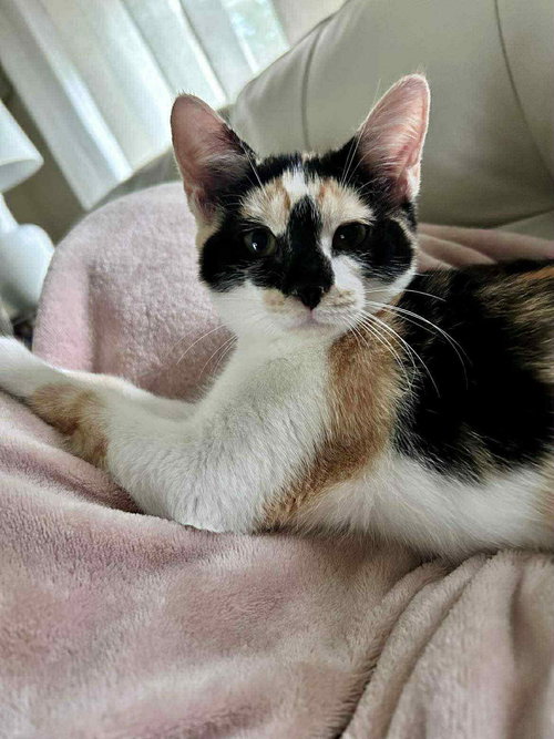 picture of the cat needing adoption