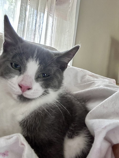 picture of the cat needing adoption