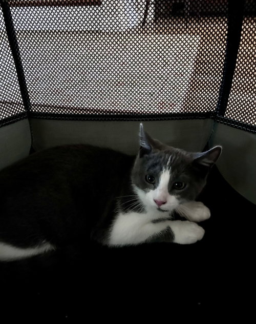 BUDDY - Domestic Short Hair available for adoption