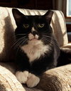 Sylvester (FIV+) - Photo 1