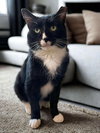 Sylvester (FIV+) - Photo 2