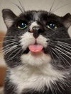 Sylvester (FIV+) - Photo 3