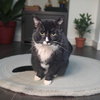 Sylvester (FIV+) - Photo 4