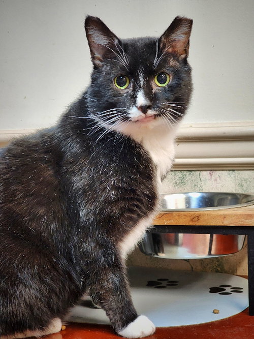 Photo 4 of Sylvester (FIV+)