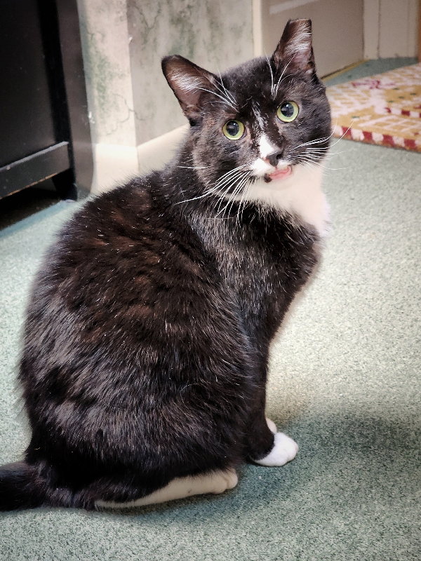 Sylvester (FIV+), photo 9