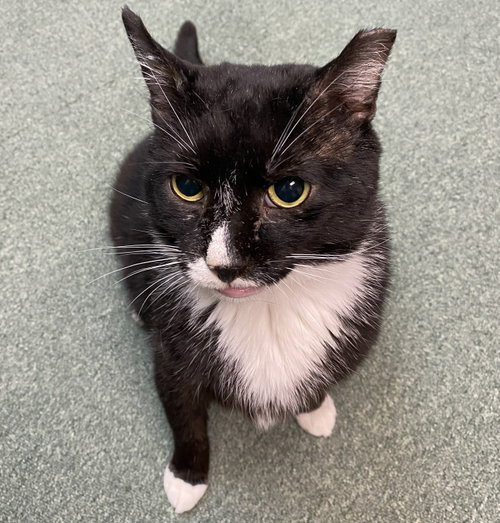 Photo 6 of Sylvester (FIV+)