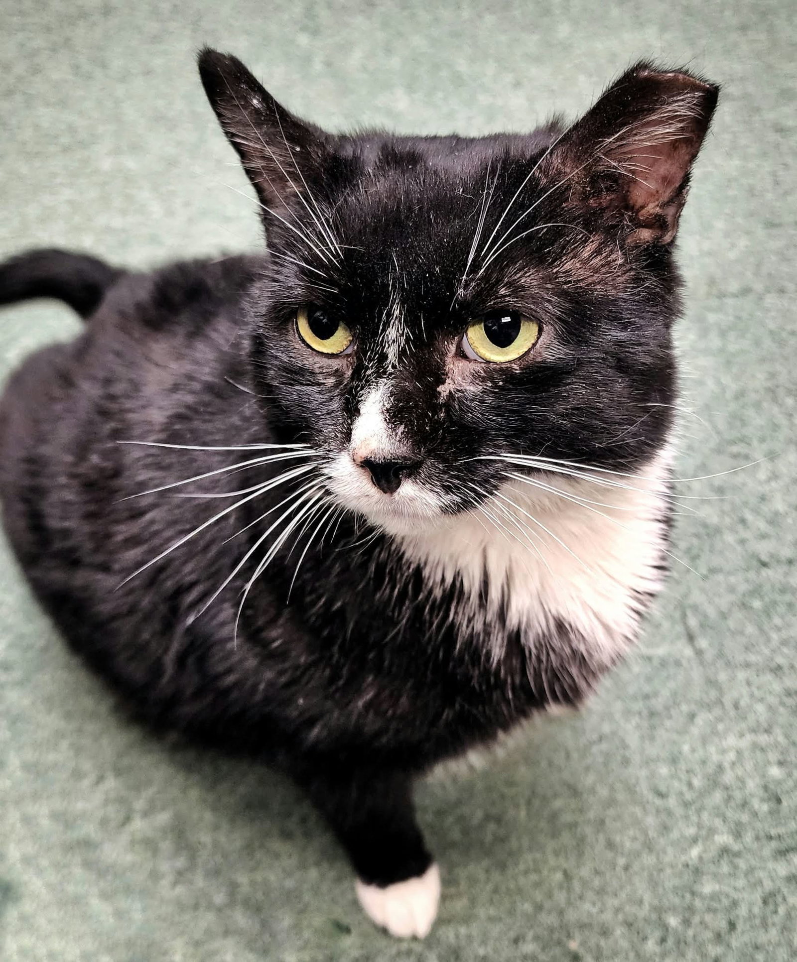 Sylvester (FIV+), photo 2