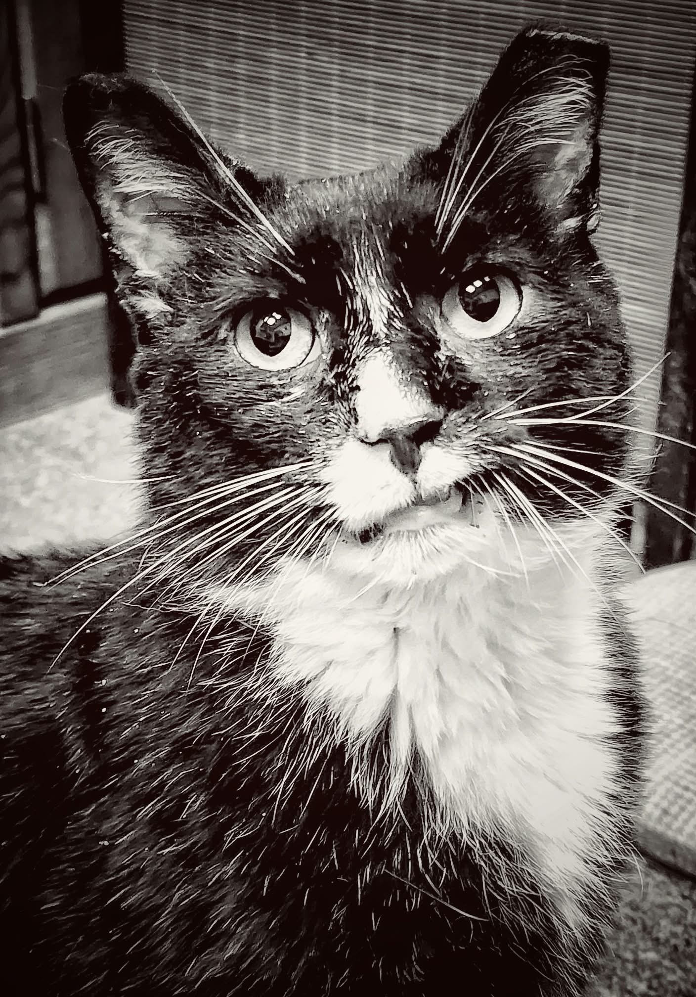 Sylvester (FIV+), photo 3