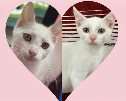 picture of the cat needing adoption