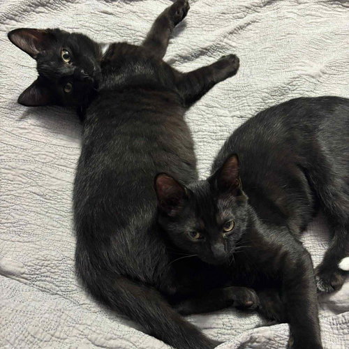 picture of the cat needing adoption