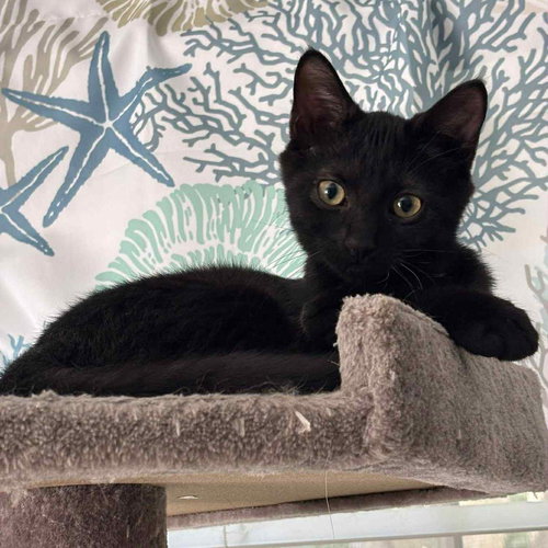 picture of the cat needing adoption