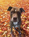 Molly (Foster Dog) - Photo 1