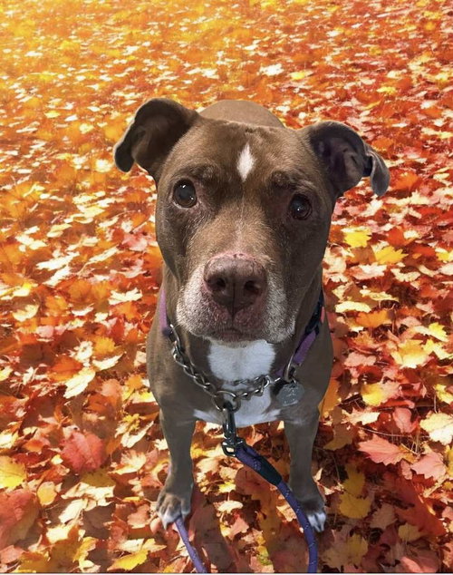 picture of the dog needing adoption