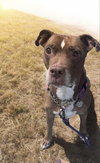 Molly (Foster Dog) - Photo 2