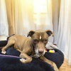 Molly (Foster Dog) - Photo 3