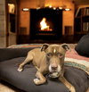 Molly (Foster Dog) - Photo 4