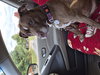 Molly (Foster Dog) - Photo 5
