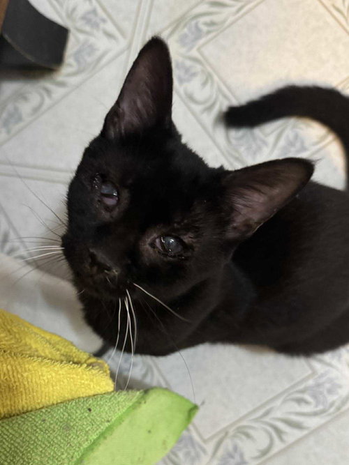 picture of the cat needing adoption