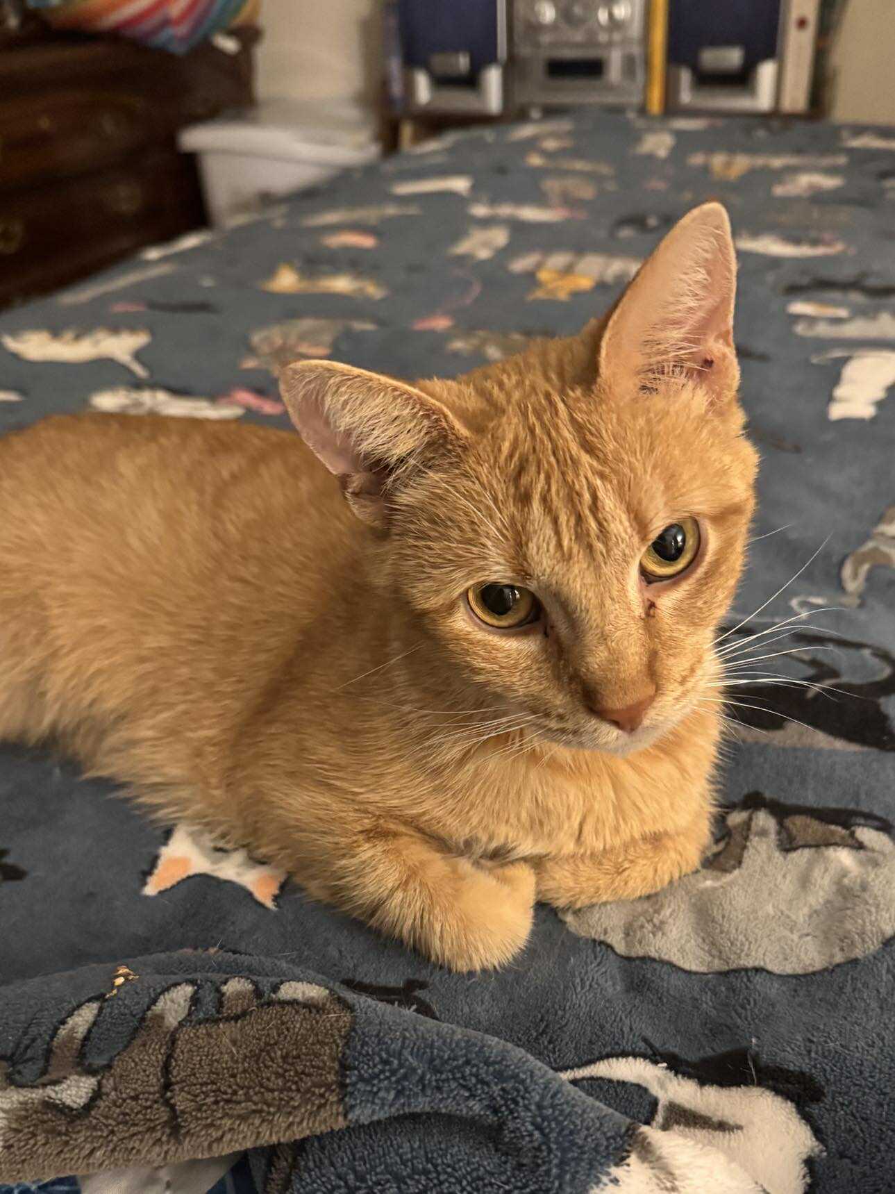 Sweet Sadie (foster cat)