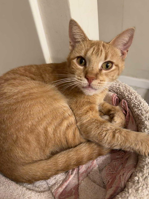 SWEET SADIE (FOSTER CAT) - Domestic Short Hair available for adoption