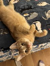 Sweet Sadie (foster cat) - Photo 3