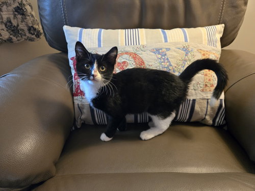 picture of the cat needing adoption