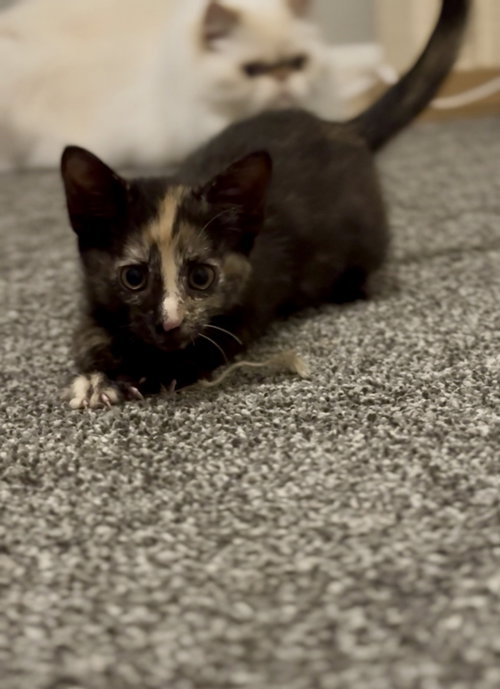 picture of the cat needing adoption