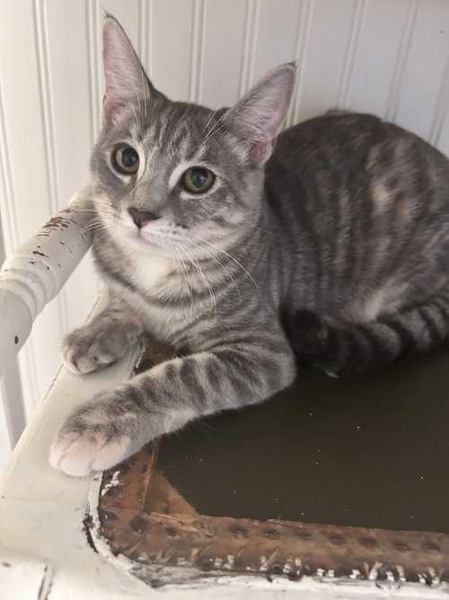 picture of the cat needing adoption