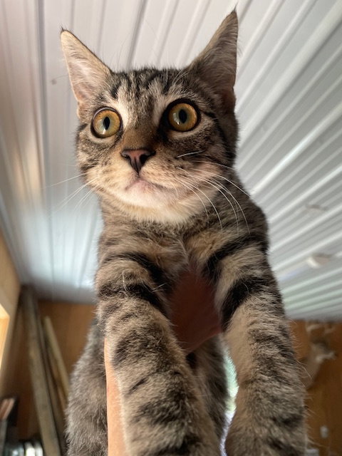 picture of the cat needing adoption