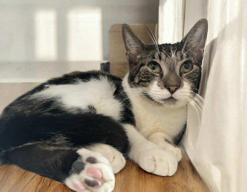 picture of the cat needing adoption