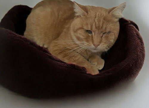 picture of the cat needing adoption