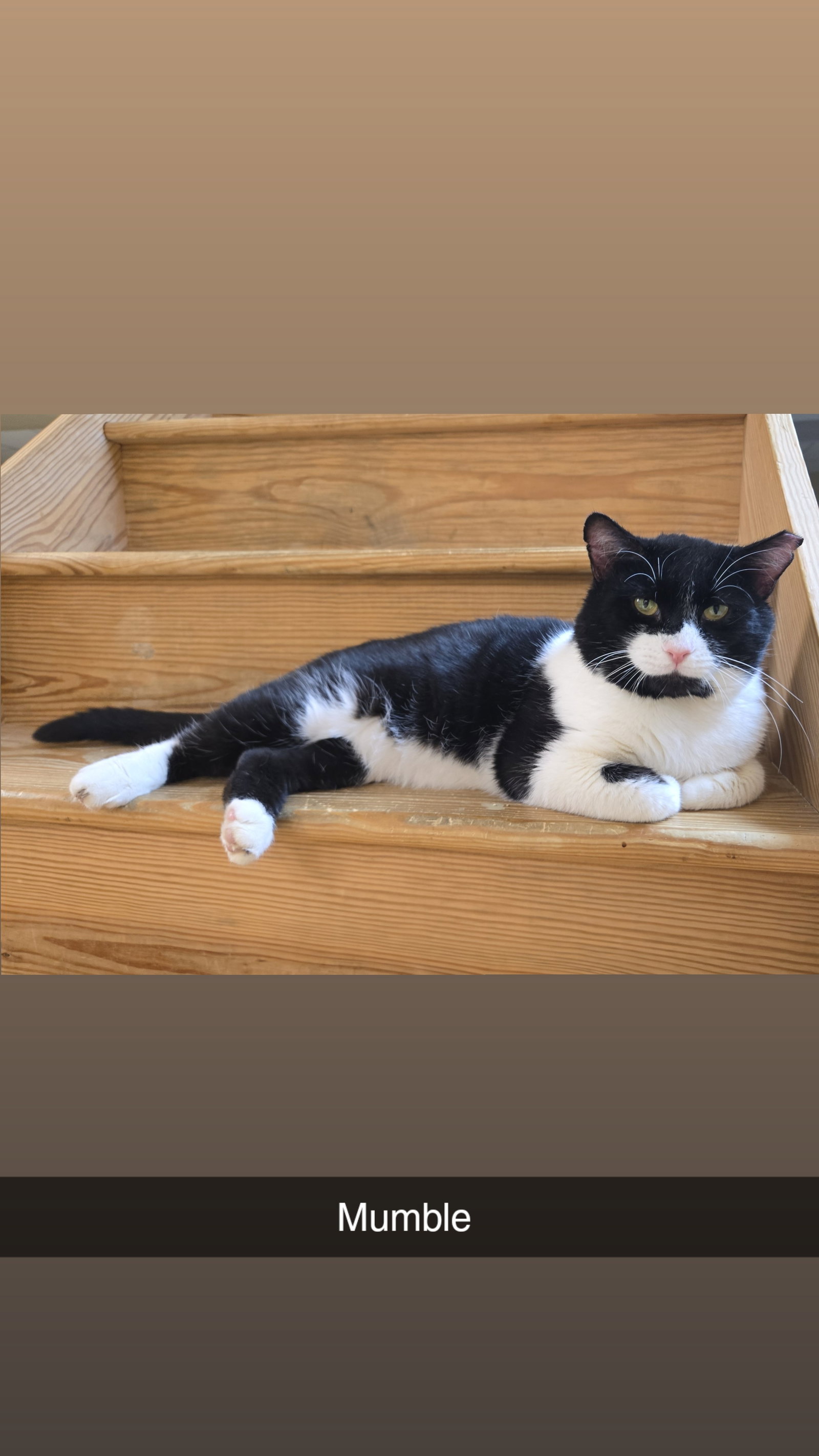 Mumble (foster cat)