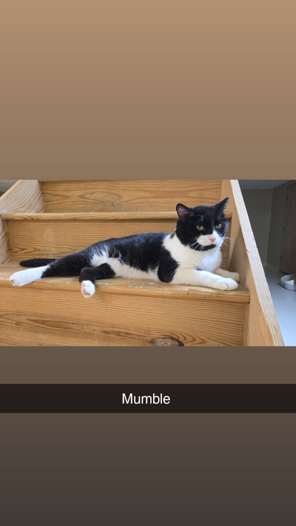 Mumble (foster cat)