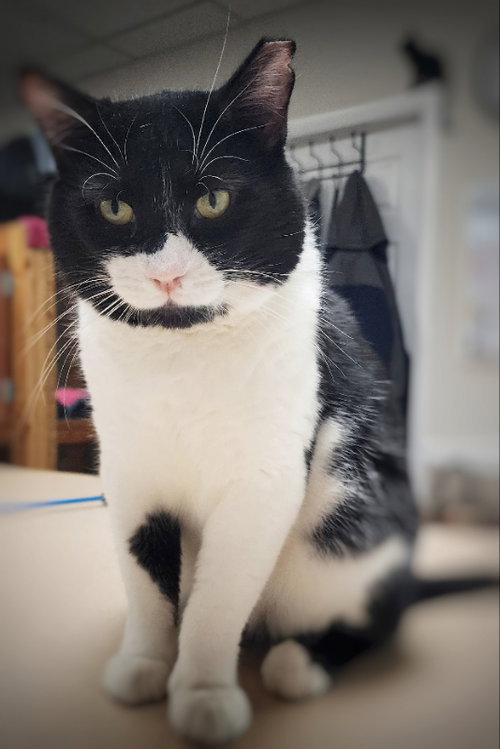 MUMBLE - Domestic Short Hair available for adoption