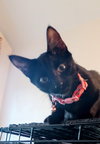 Pearl - Photo 2