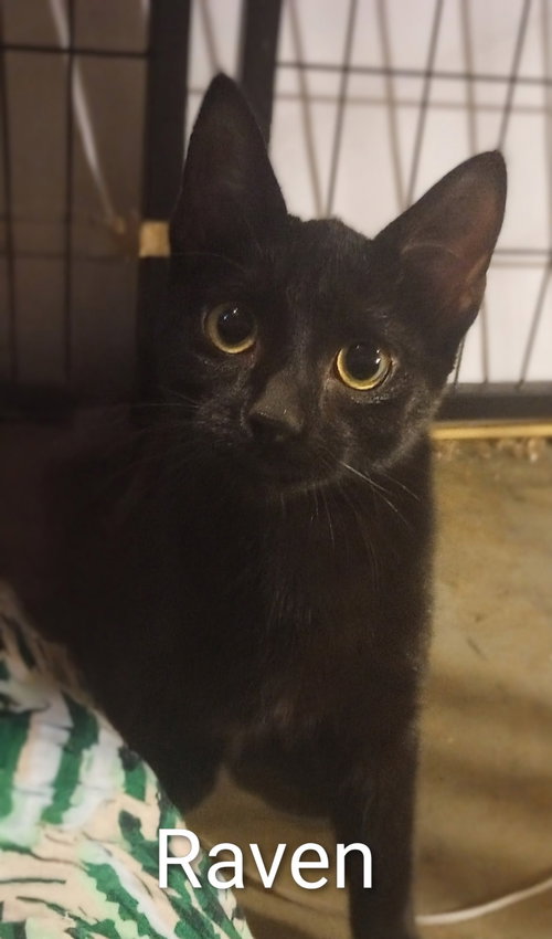 RAVEN - Domestic Short Hair available for adoption