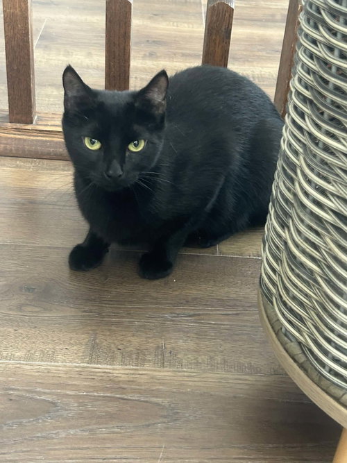 Raven, an adoptable Domestic Short Hair in Gettysburg, PA