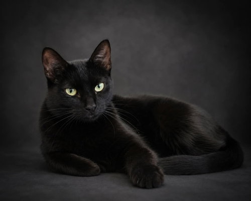 Raven, Young Domestic Short Hair / Mixed (short coat), cat for adoption in York, Pennsylvania