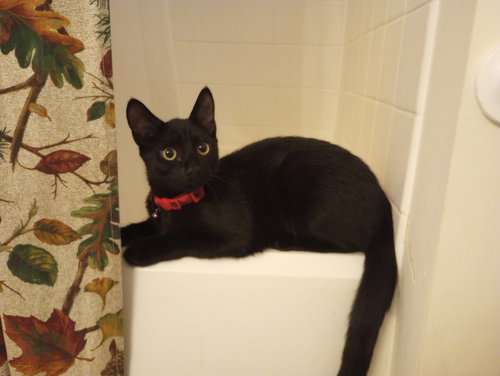 WEDNESDAY - Domestic Short Hair available for adoption