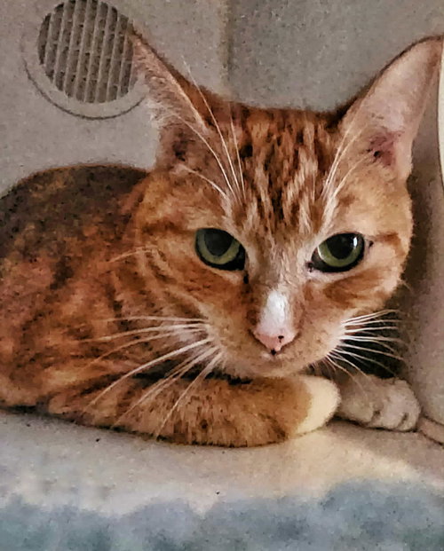 LITTLE OJ - Domestic Short Hair available for adoption