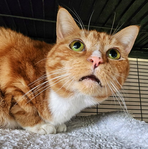 LITTLE OJ - Domestic Short Hair available for adoption