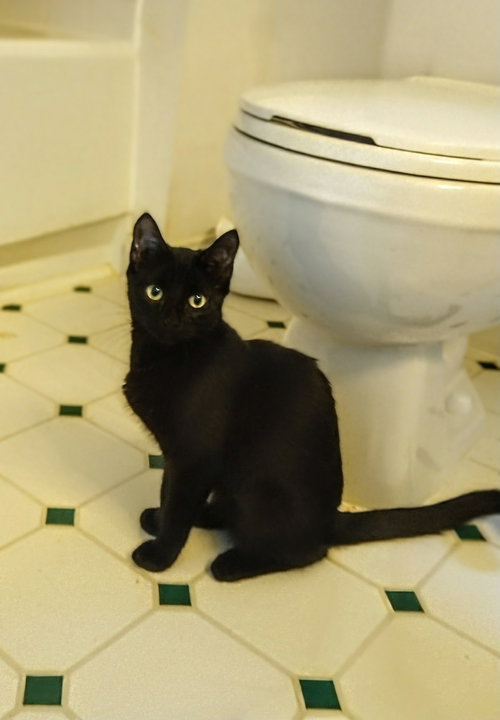 MAGIC - Domestic Short Hair available for adoption