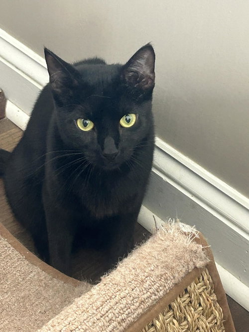 Magic, an adoptable Domestic Short Hair in Gettysburg, PA
