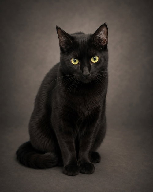 Magic, Young Domestic Short Hair / Mixed (short coat), cat for adoption in Hagerstown, Maryland