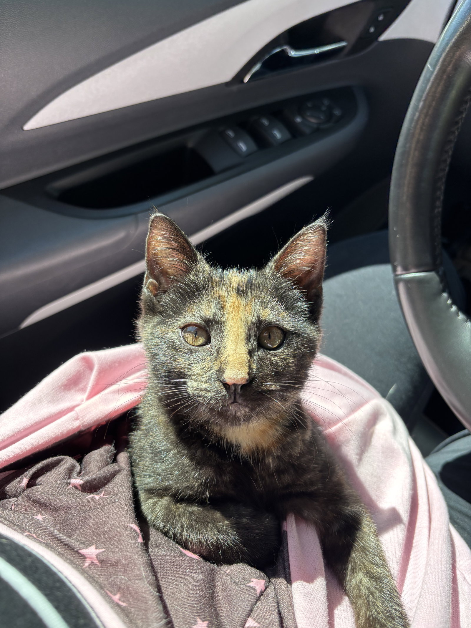 Hazel (2) foster kitten