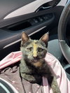 Hazel (2) foster kitten - Photo 1