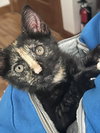 Hazel (2) foster kitten - Photo 2